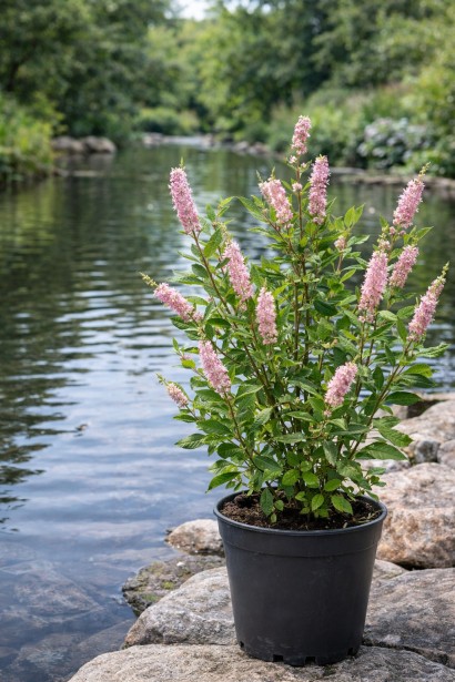 Клетра вільхолиста Pink Spire цвітіння в горщику